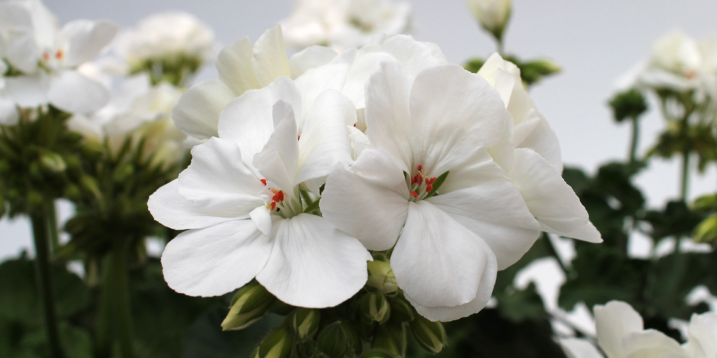 Pelargonien sind mit ihren üppigen Blütenständen ein wahrer Hingucker.